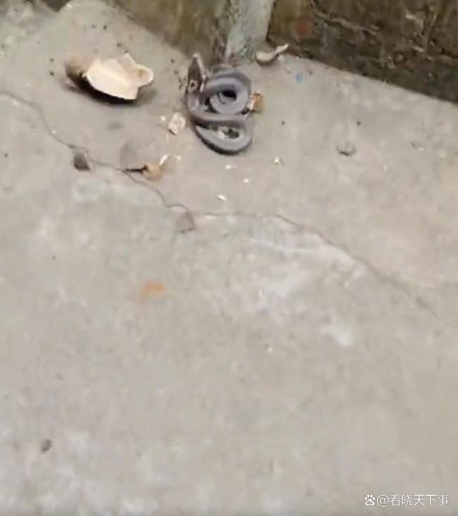 居民酒瓶中砸出过冬眼镜蛇 胆大男子徒手擒蛇